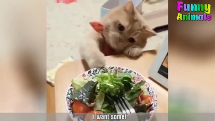 Funny Cute Cat Videos Compilation 2018
