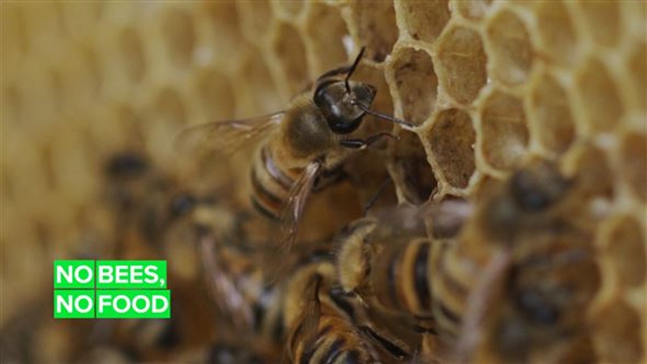 Half a billion bees dropped dead in Brazil and here's why