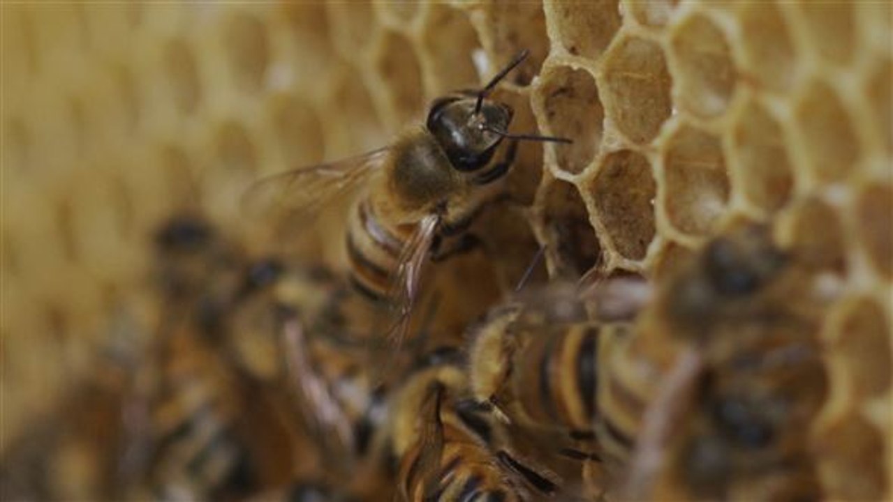 Bienensterben in Brasilien