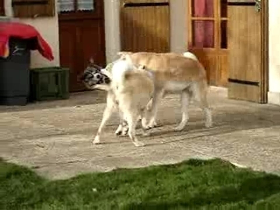 Les samouraïs en folie