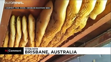 Titkos mézlelőhely a plafonban