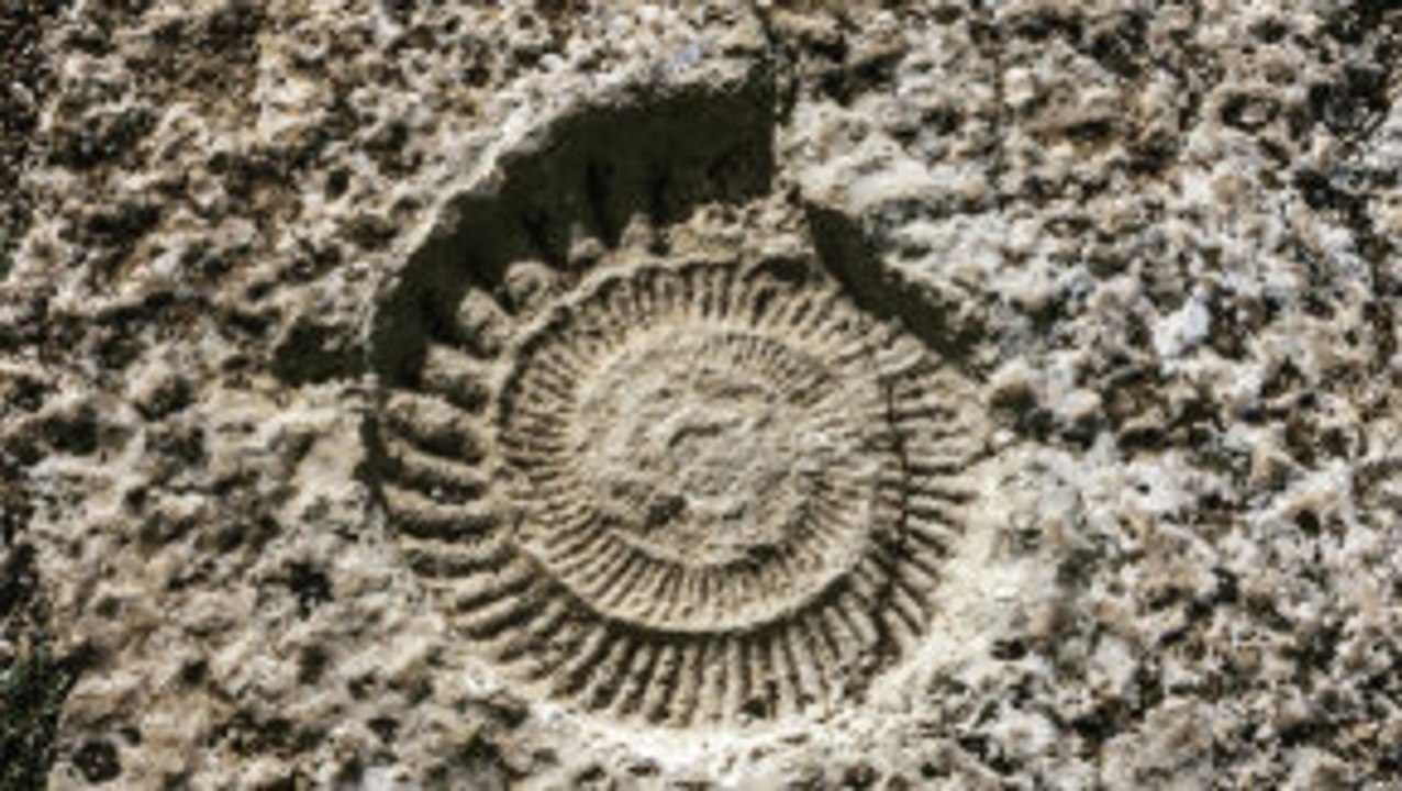 Alles über Fossilien