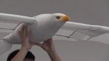 Chinese firm showcases biomorphic robot bird