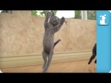 Kittens Playing Like Epic TIGERS - SUPERCUT(E)