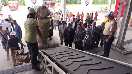 TMO Giresun'da fındık alımına başladı - GİRESUN