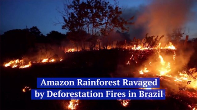 The Amazon Rain Forest Is On Fire