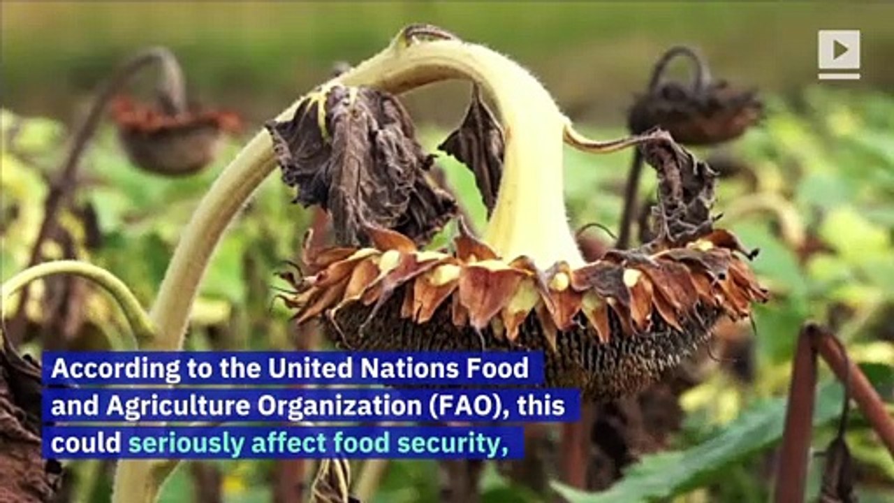 Half a Billion Bees Dead in Brazil Due to Pesticide Use