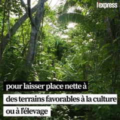 L'Amazonie, "poumon de la planète", brûle