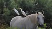 There’s a Very Good Explanation for This Wild Horse-Riding Bird, Thank You Very Much
