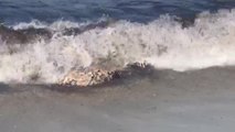 Aparece un cadáver de delfín en descomposición en Mallorca