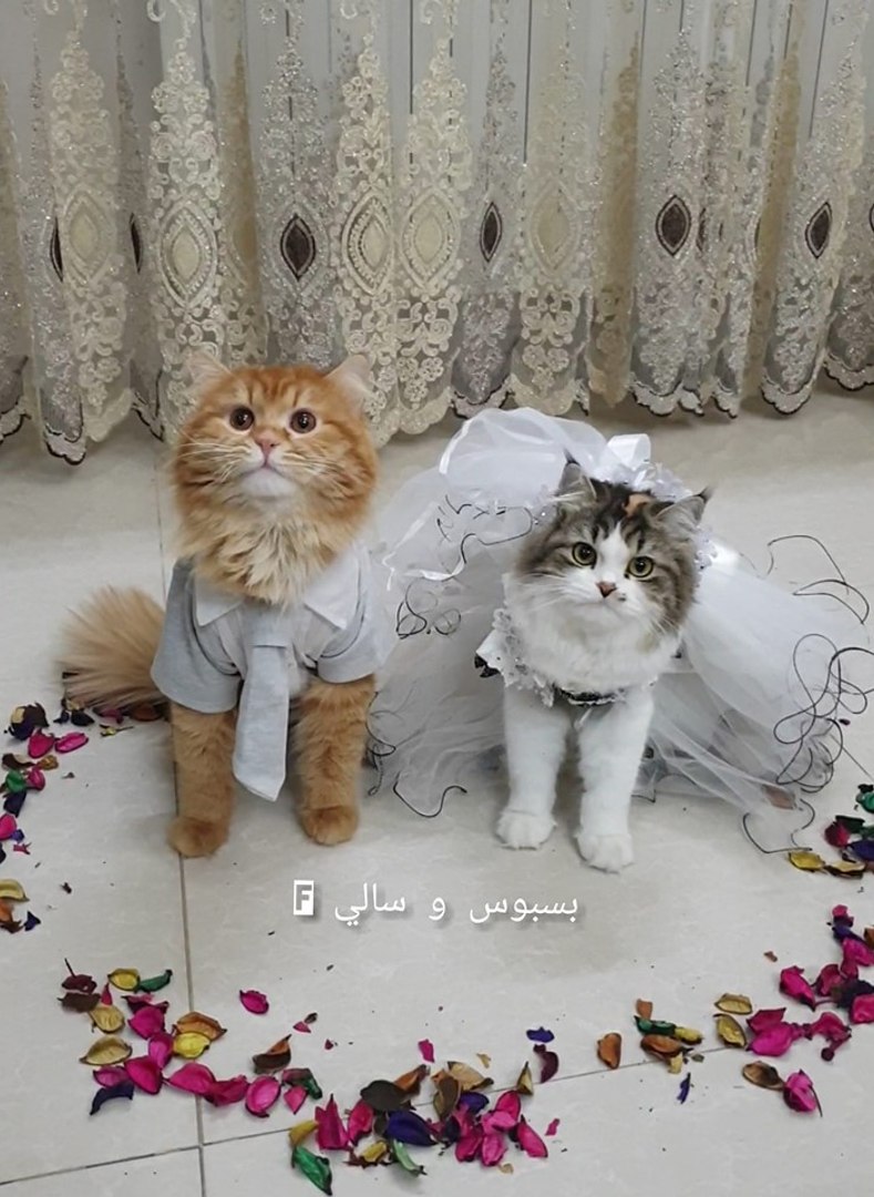 زواج قط وقطة في هذه الدولة العربية - فيديو Dailymotion