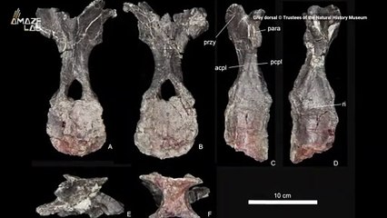 168-Million-Year-Old Stegosaur Species is Oldest Found