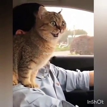Quand un chat est fasciné par l'Afrique. Trop cute !