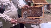 Muerte masiva de abejas en comunidad Maya | Especiales Milenio