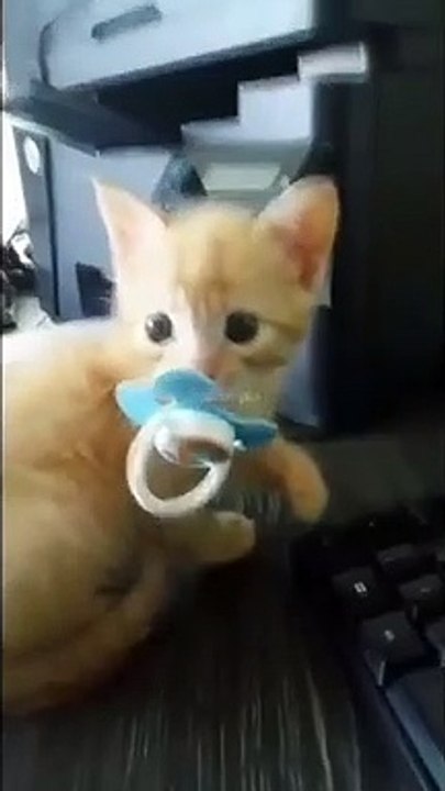 Craquant ! Ce chaton a pris la tétine de bébé !