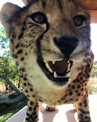 Incroyable ! Regardez ce que ce guépard arrive à faire avec son nez