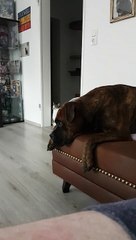 Dog Sings the Siren Song