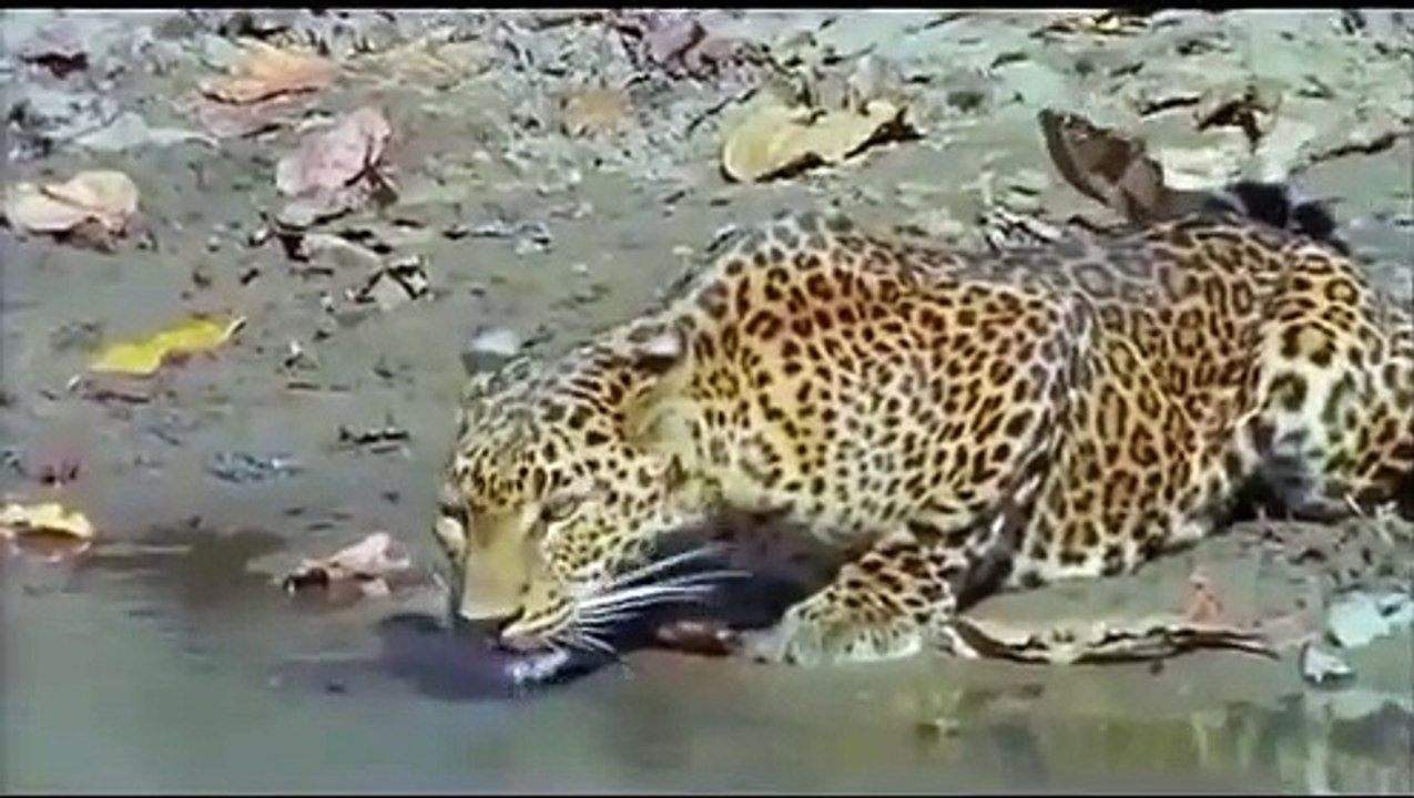 Elephant King Of The Kalahari