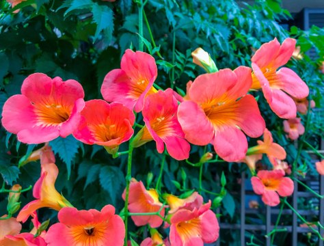 Vos Questions Jardin: Quand et comment planter une bignone