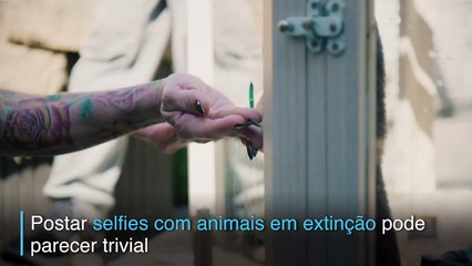 Lontras em perigo