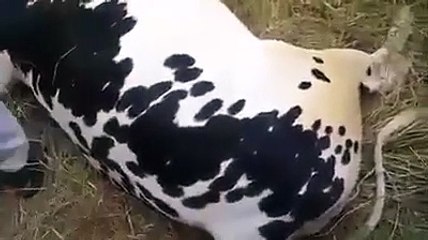 Bull - Cow Died After Fell From Height