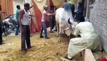 Anadhi Qasayi - Bull Butchered - Funny
