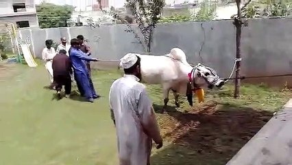 Racing Bull Qurbaani on Eid