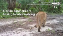 Strange walking disorder is crippling Florida's panthers and bob cats