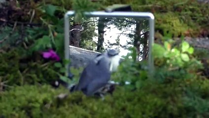 Nuthatch Sees Itself