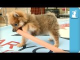 Pomeranian Puppy Wants Groaning Colorful Stick - Puppy Love