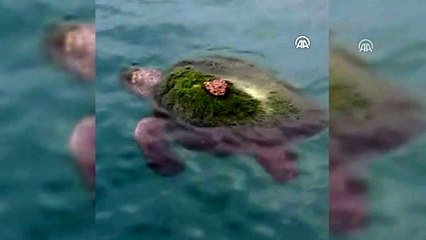 Yosun bağlamış caretta carettayı balıkçılar kurtardı
