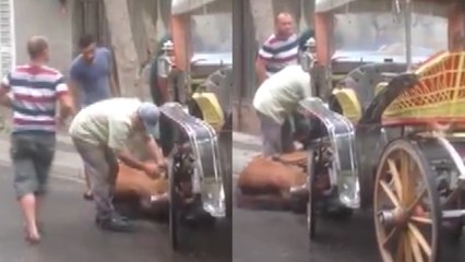 Büyükada'da atlara yapılan eziyet bitmiyor!