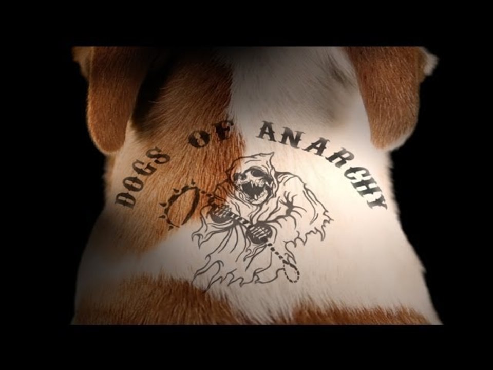 Sons of Anarchy (Dog Parody) video Dailymotion