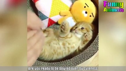 ♥Cutest Cat Ever Most Adorable Kittens Compilation 2018♥ #13