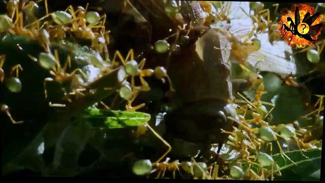 paper waspa vs green ants | papier waspa vs fourmis vertes