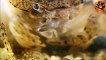 Freshwater crab vs tiger leech | Crabe d'eau douce vs sangsue tigre