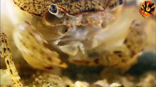 Freshwater crab vs tiger leech | Crabe d'eau douce vs sangsue tigre