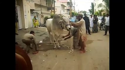 Bull vs man