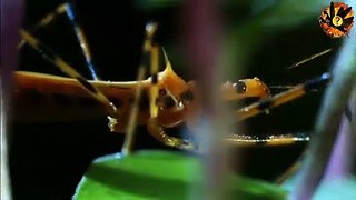 trapjaw ant vs antlion| fourmi trapjaw vs antlion