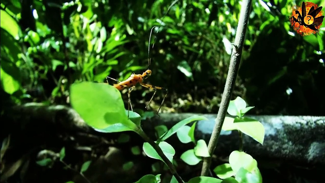 ogre faced vs assassin bug |