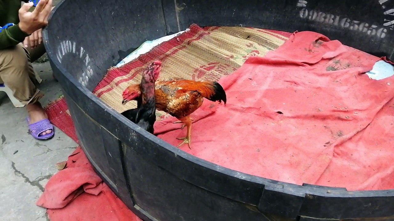 Mở mỏ tía ta