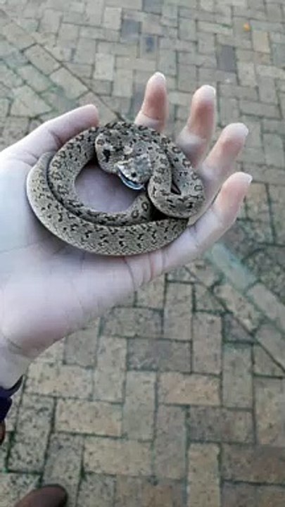 Toothless Snake Striking for Show