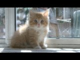 CAUGHT ON TAPE: Extreme Kitten Sunbathing