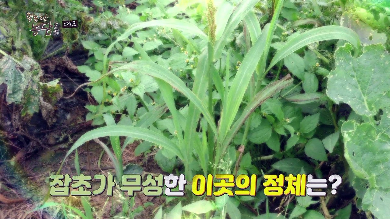 40여 년 잡초사랑! 친환경 농법에 인생을 담다_영농한 농담 15회 예고