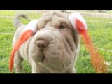 Shar Pei Puppies In Reindeer Antlers - Merry Christmas-