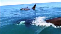 Impressionnant : quand plusieurs orques te suivent sur ton jet ski