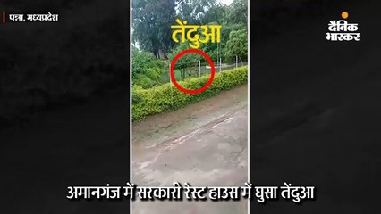 सरकारी रेस्ट हाउस में घुसा तेंदुआ
