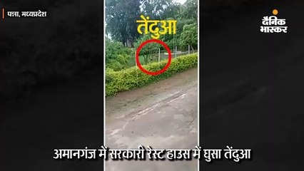 पन्ना जिले के अमानगंज में सरकारी रेस्ट हाउस में घुसा तेंदुआ, एक को किया घायल