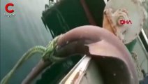 Çanakkaleli balıkçıların ağına dev köpek balığı takıldı