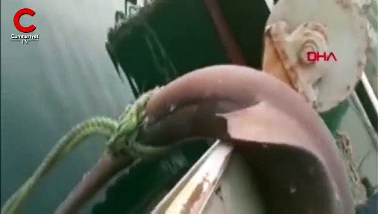 Çanakkaleli balıkçıların ağına dev köpek balığı takıldı